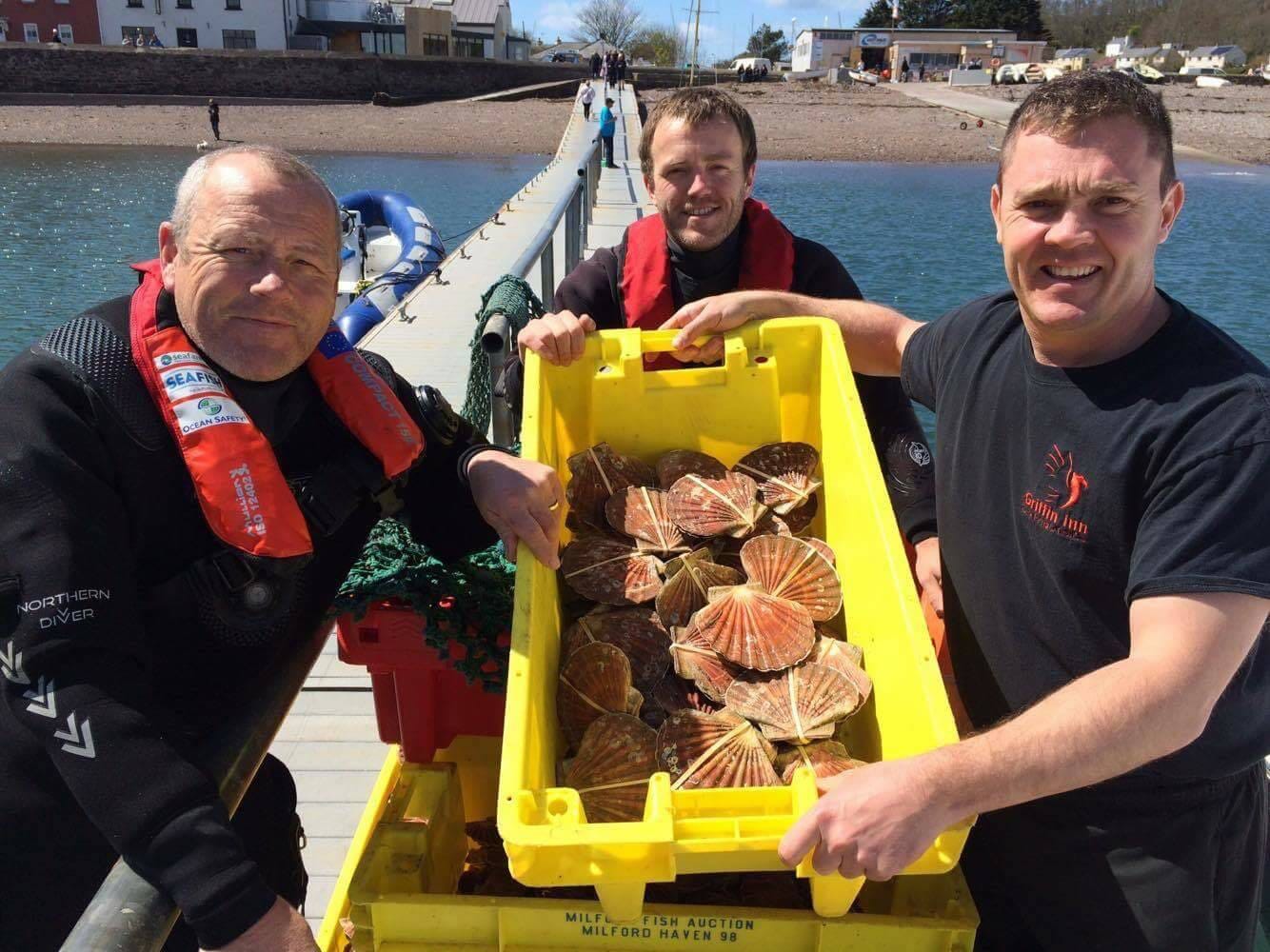 Fresh scallops, seafood on the menu at the seaside pub/restaurant - The Griffin, Dale Pembrokeshire